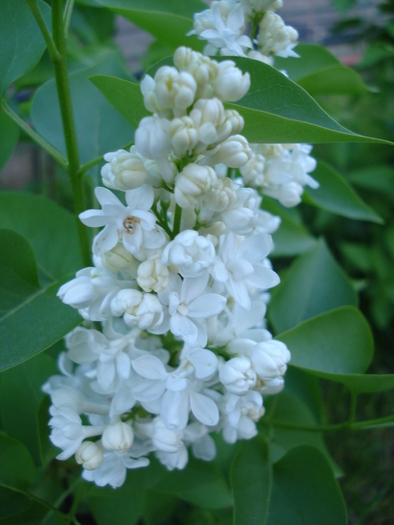 White Lilac Tree (2010, April 28)