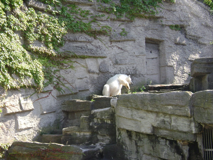 DSC02883 - zoo Viena