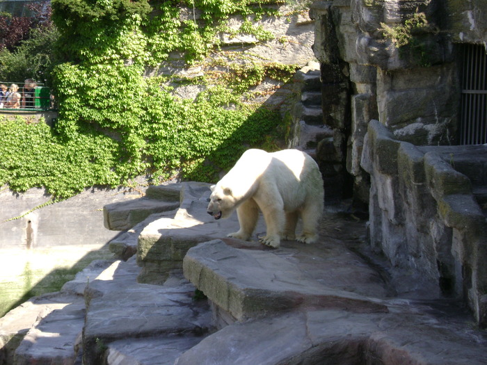 DSC02880 - zoo Viena