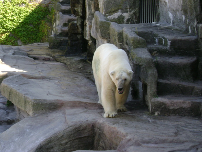 DSC02881 - zoo Viena