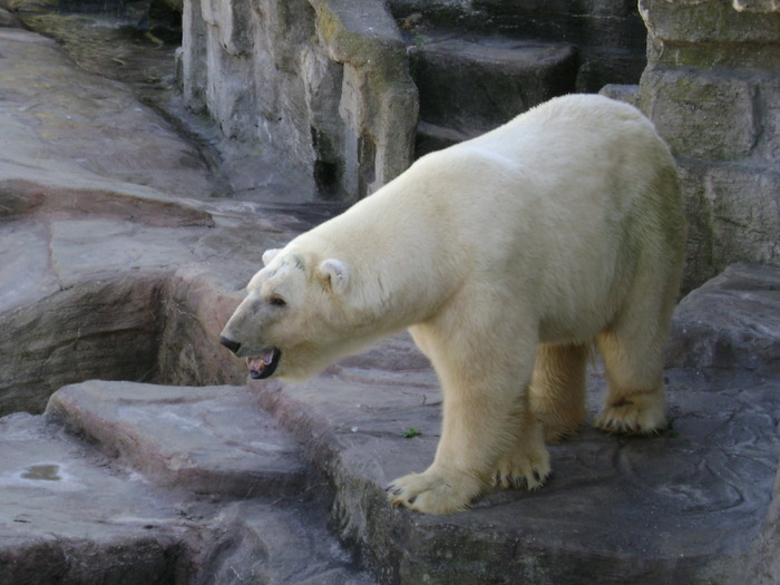 DSC02882 - zoo Viena