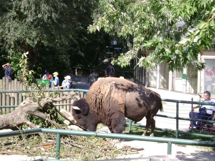 DSC02888 - zoo Viena