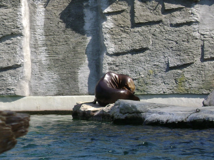 DSC02836 - zoo Viena