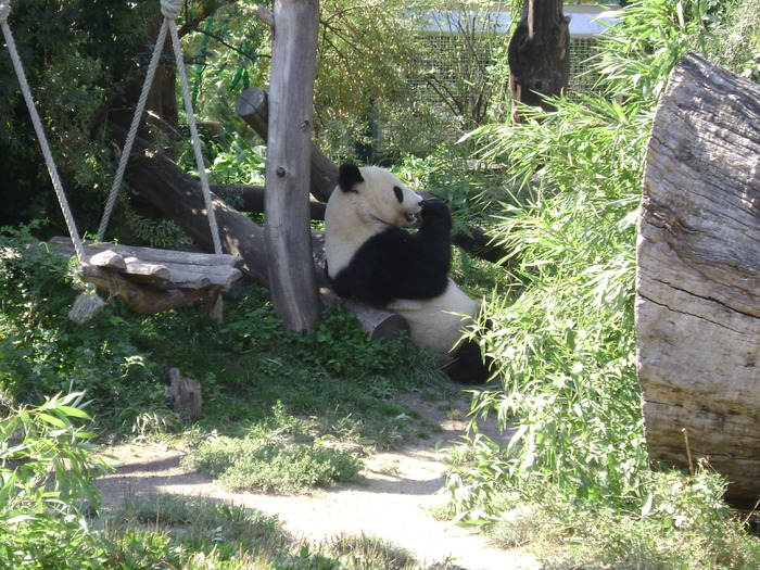 DSC02850 - zoo Viena