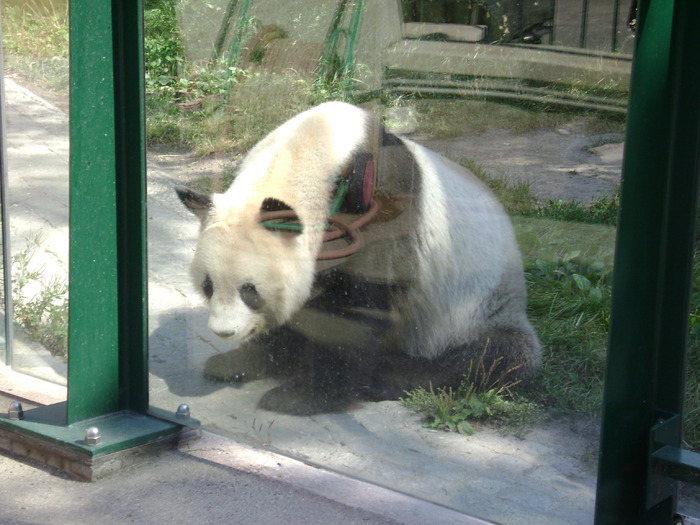 DSC02854 - zoo Viena