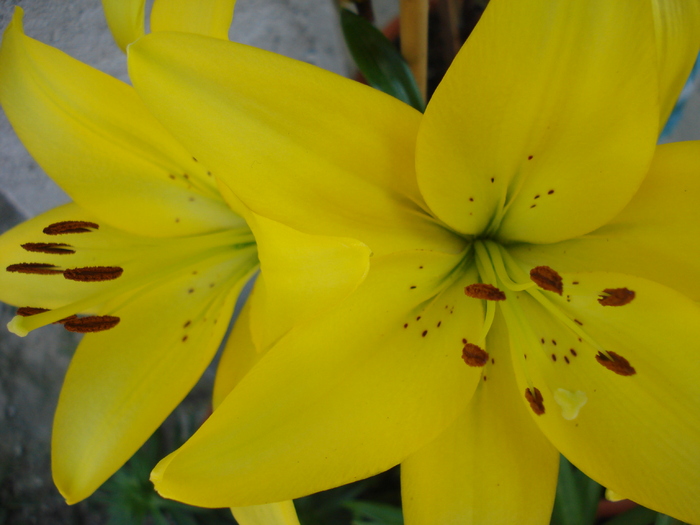 Yellow asiatic lily, 26apr2010 - Asiatic lily Yellow