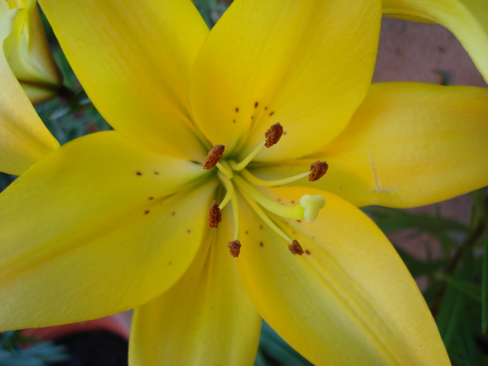 Yellow Asiatic lily, 28apr2010 - Asiatic lily Yellow