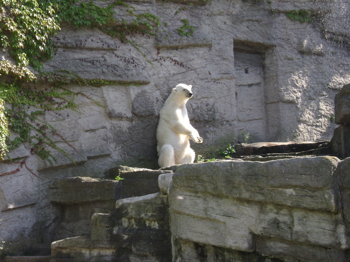 DSC02884 - zoo Viena