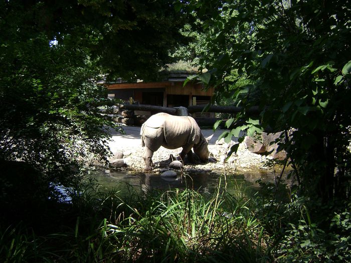 viena_51 - zoo Viena