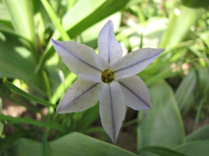 Ipheion Uniflorum Wisley Blue 28 apr 2010 - plante diverse