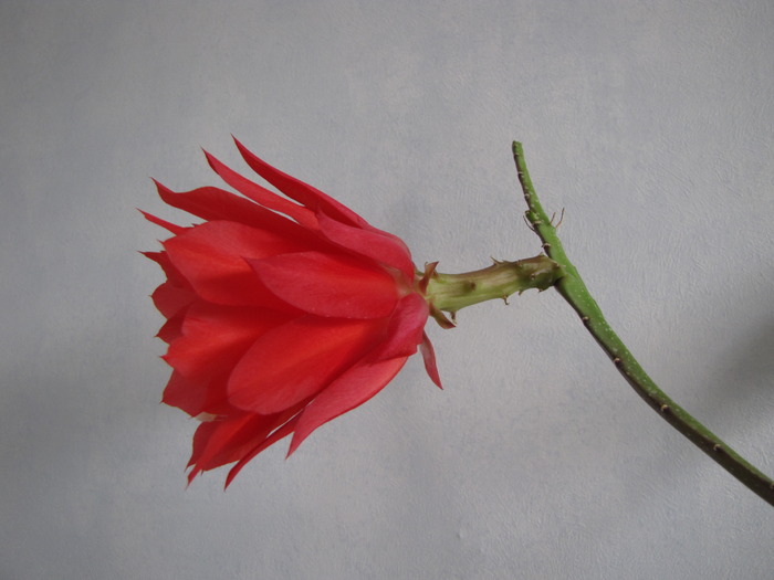 Cactus Epiphyllum  29 apr 2010 (1)