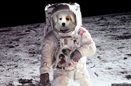 Caine astronaut - Poze cu animale modificate
