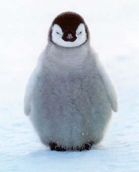 Pinguin - Animale
