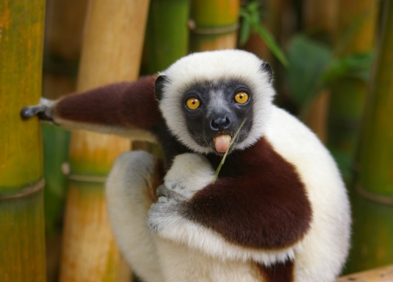 Lemur