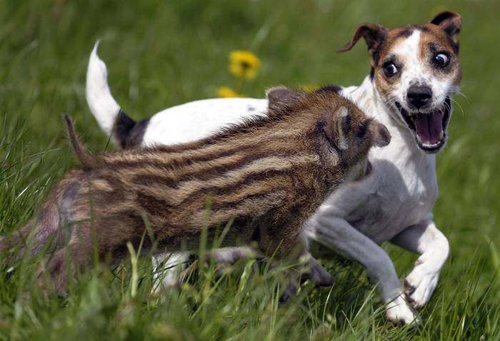 'Si..Ce ziceai?'De bal' - Animale