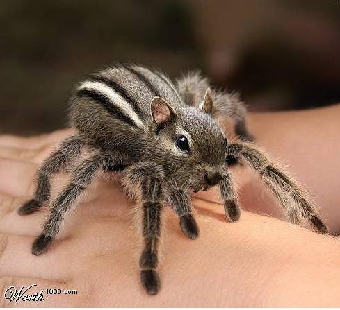 w1kspidersquirrel