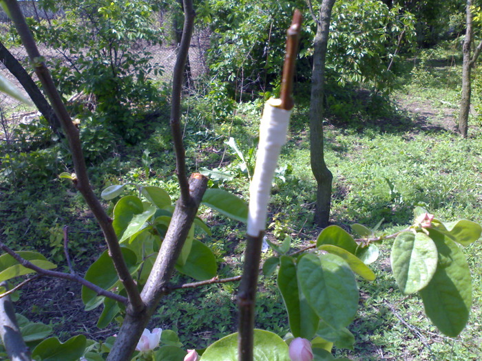 altoirea in coroana  in ochi crescand - altoirea in coroana