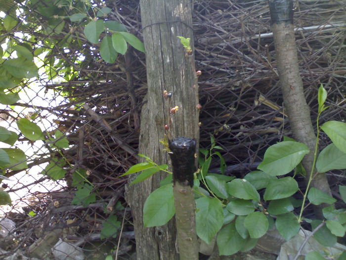 cires in visin in despicatura - pomi altoiti in mai multe tipuri primavara 2010