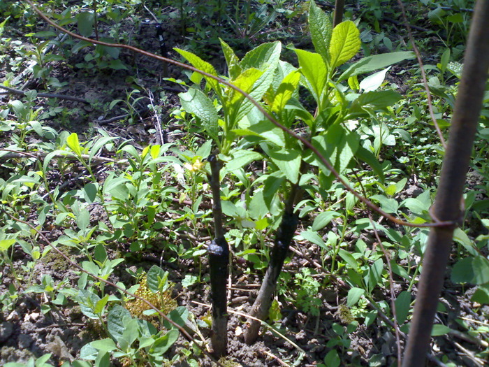 2 pruni altoiti in despicatura - pomi altoiti in mai multe tipuri primavara 2010