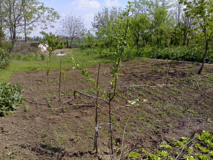 prun stanley - gradina mea 2010