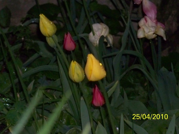 100_6310 - 23 30 aprilie 2010