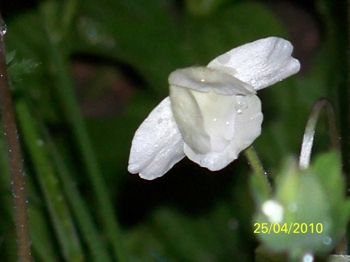 100_6311 - 23 30 aprilie 2010