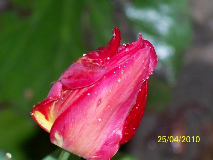 100_6312 - 23 30 aprilie 2010