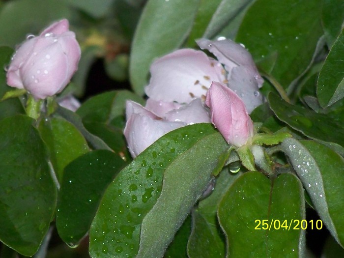 100_6315 - 23 30 aprilie 2010