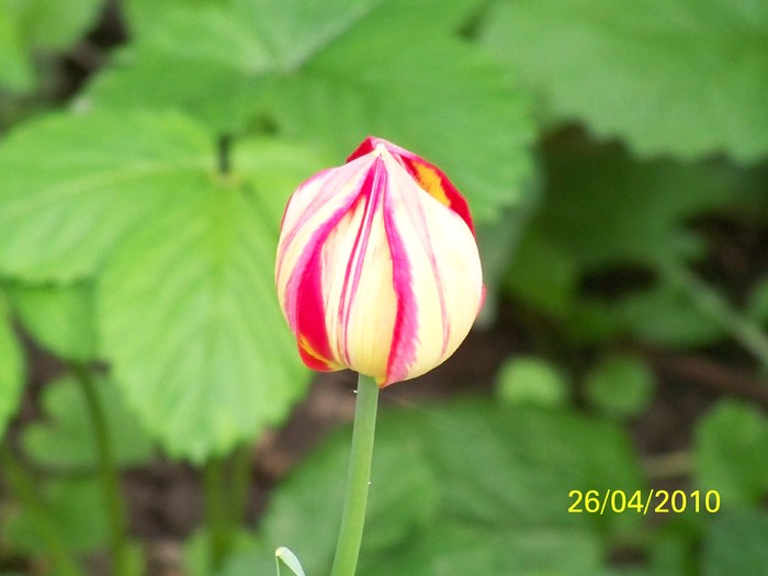 100_6329 - 23 30 aprilie 2010