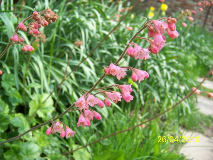 100_6339 - 23 30 aprilie 2010