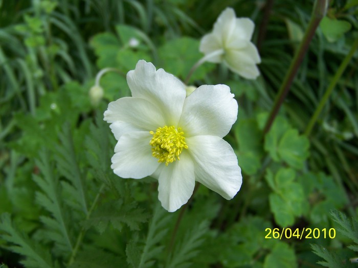 100_6352 - 23 30 aprilie 2010