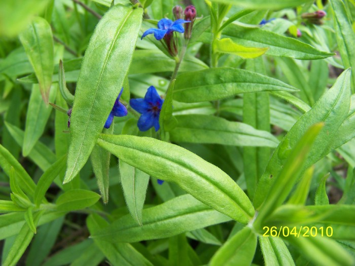 100_6357 - 23 30 aprilie 2010