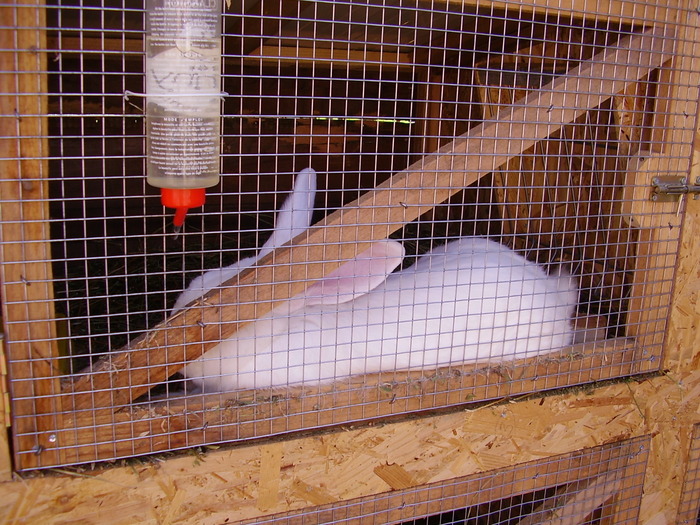 P4300131 - iepurii uinui prieten de-al meu