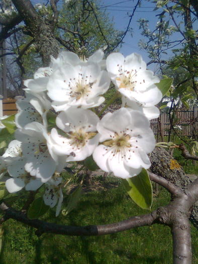 Flori de par - Florile pomilor fructiferi