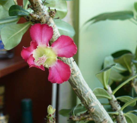 30 aprilie - Adenium 2010