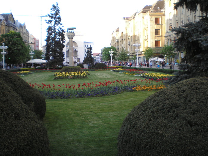 P1011650 - timisoara - centru