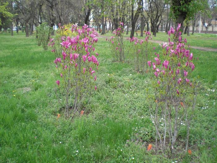 P1011463 - magnolia in parcuri_parcul botanic