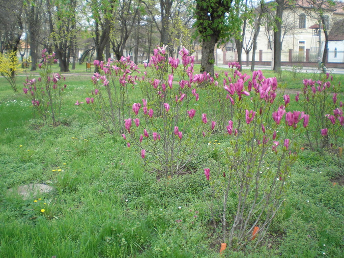 P1011464 - magnolia in parcuri_parcul botanic