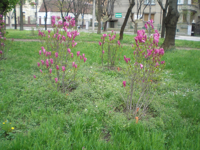 P1011465 - magnolia in parcuri_parcul botanic