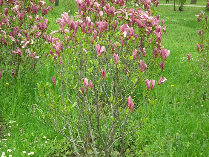 P1011468 - magnolia in parcuri_parcul botanic