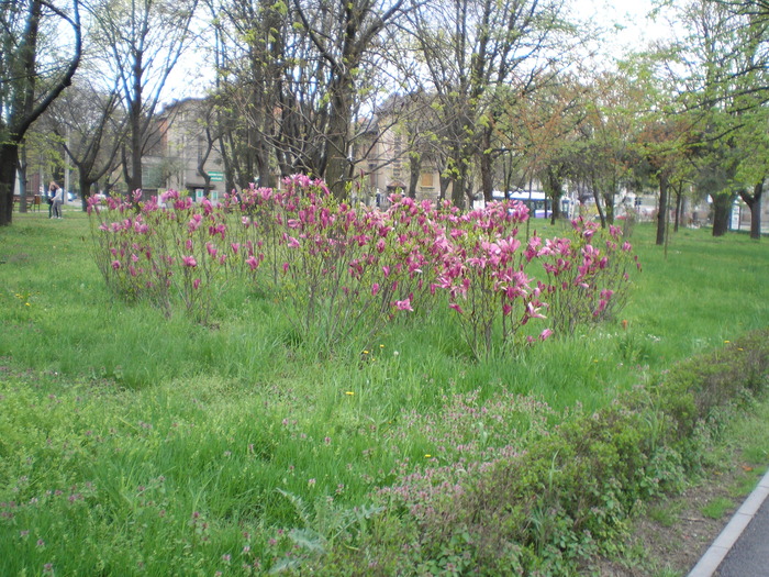 P1011471 - magnolia in parcuri_parcul botanic