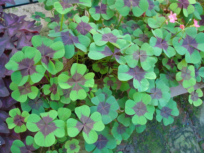 DSC01121 OXALIS TETRAPHYLLA - Flori in curtea casei