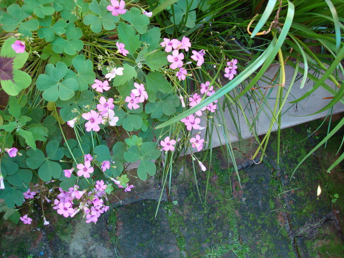 DSC01122 OXALYS PURPURATA