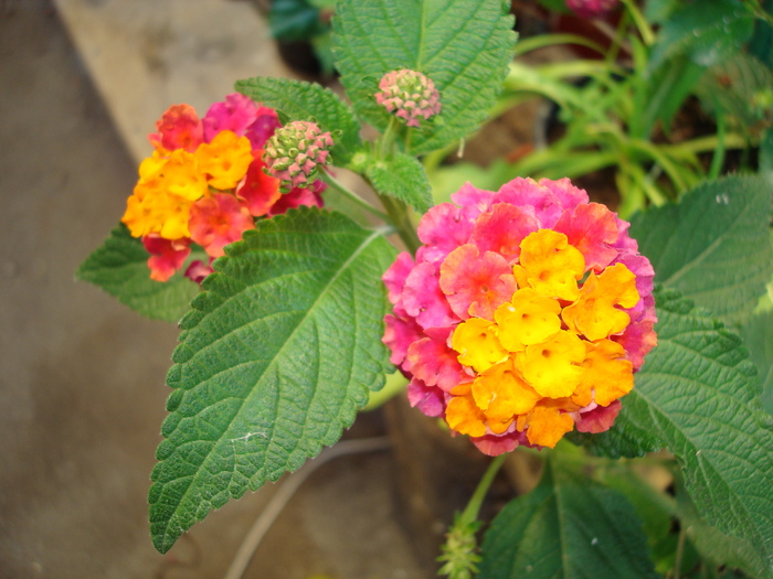 DSC00102 LANTANA CAMARA - Flori in curtea casei