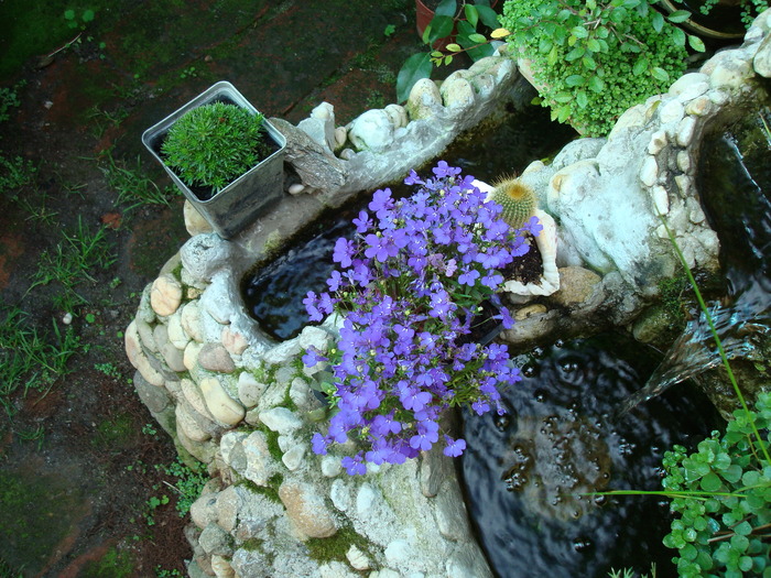 DSC01125 LOBELIA ERNIS