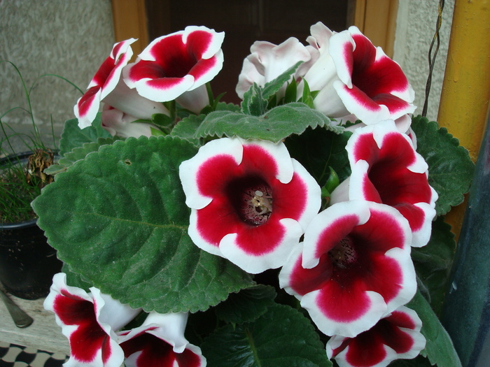 DSC01208 SINNINGIA SPECIOSA; GLOXINIA- kaiser Wilhelm
