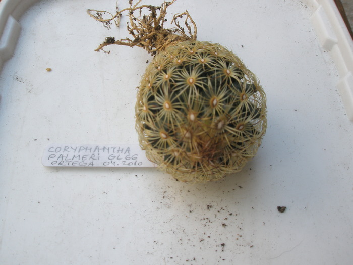 Coryphantha palmeri - planta - radacini de cactusi