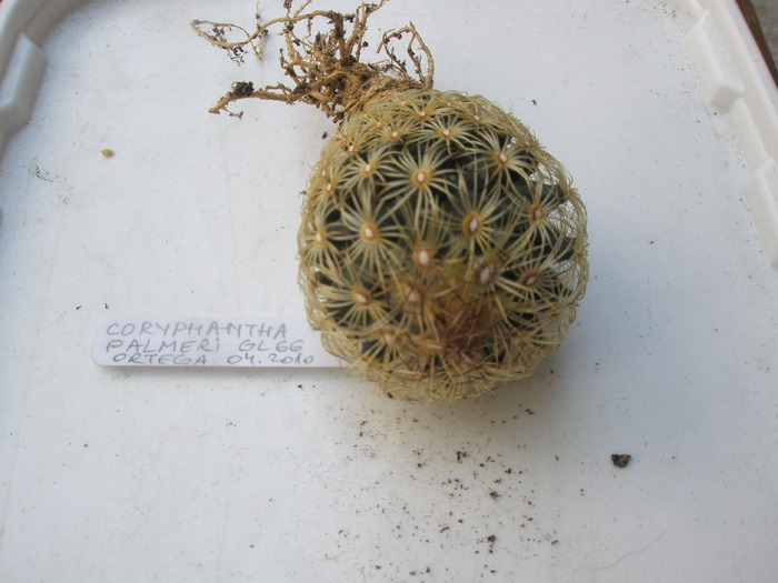 Coryphantha palmeri - planta