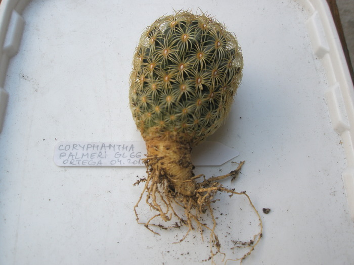 Coryphantha palmeri GL 66 - radacini de cactusi