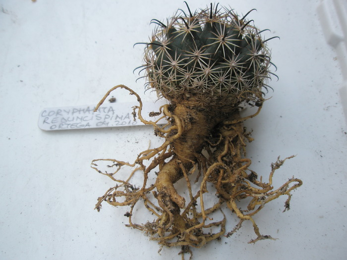 Coryphnatha reduncispina - radacini de cactusi